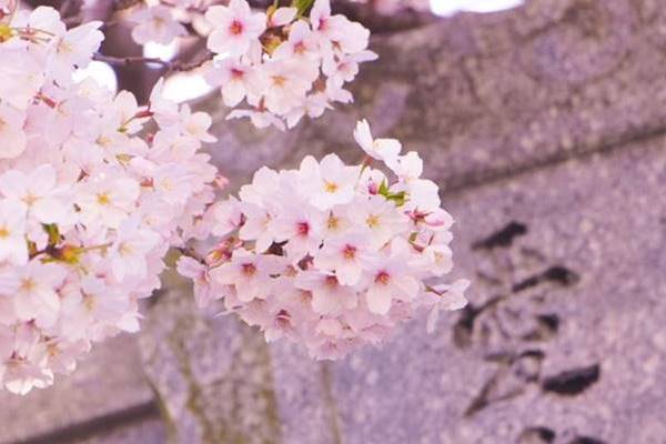 【基本】AO入試をわかりやすく解説！推薦入試との違いや求められる学力とは？